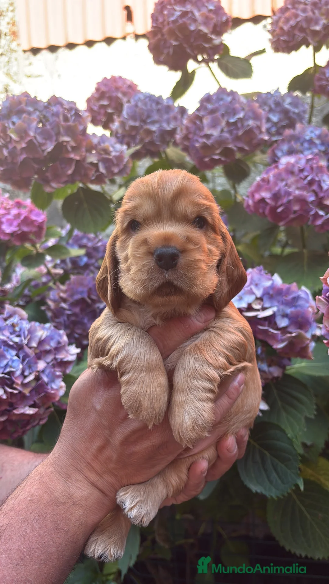 Cocker Spaniel Inglés perros en venta: Últimos cachorros cocker spaniel inglés  - Anuncio 2