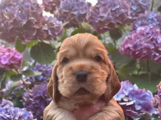 Cocker Spaniel Inglés perros Excepcionales cachorros cocker spaniel inglés - Anuncio 3