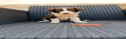 Border Collie perros en venta: Borde collie - Anuncio 1