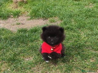 Pomerania perros Pomerania de Lulú en Badajoz - Anuncio 11