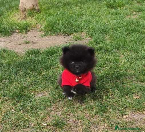 Pomerania perros Pomerania de Lulú en Badajoz - Anuncio 3