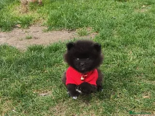 Pomerania perros Pomerania de Lulú en Badajoz - Anuncio 25