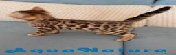 Bengalí gatos en venta: Gatitos BENGALI - AQUANATURA en Barcelona - Anuncio 10