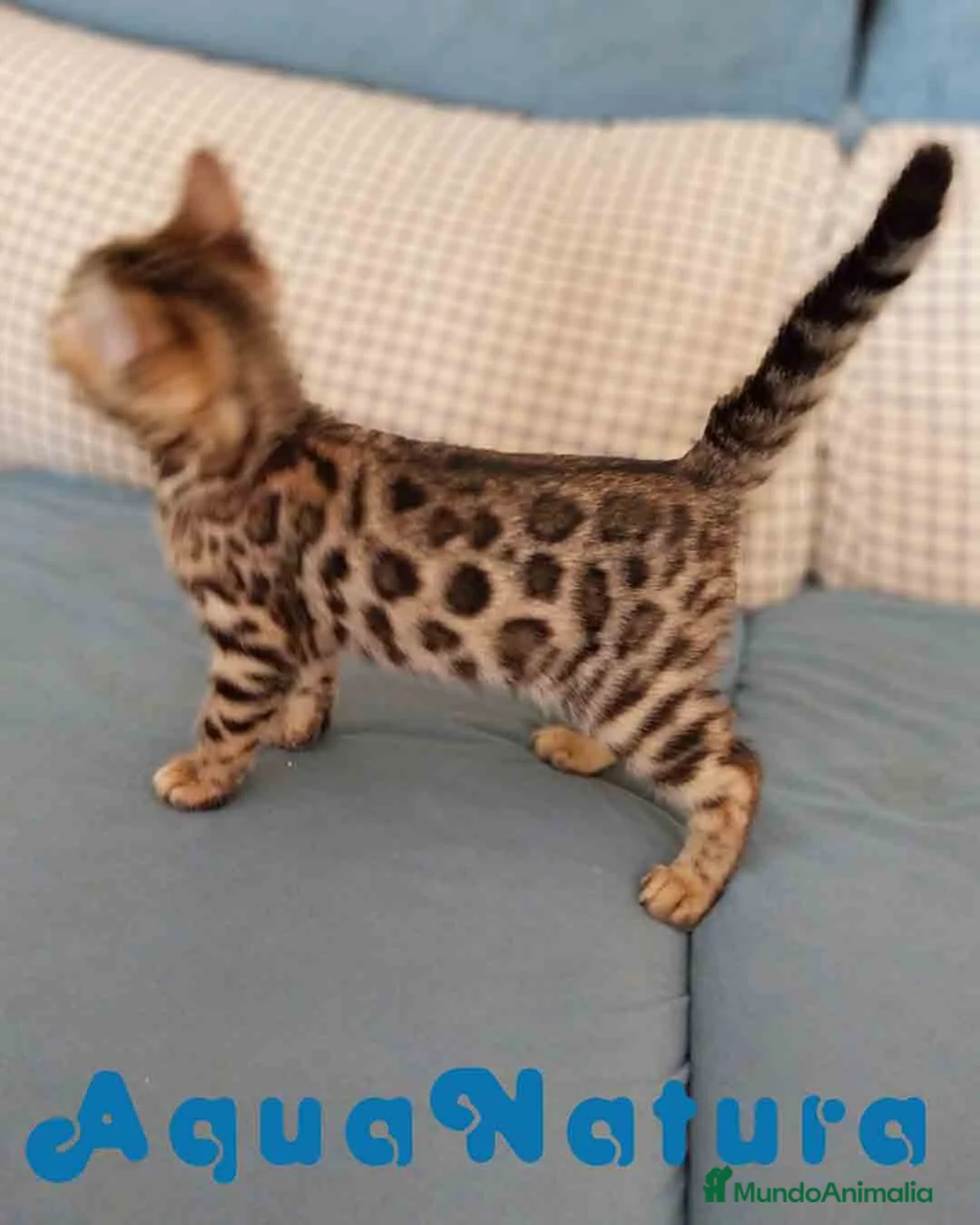 Bengalí gatos en venta: Gatitos BENGALI - AQUANATURA en Barcelona - Anuncio 10