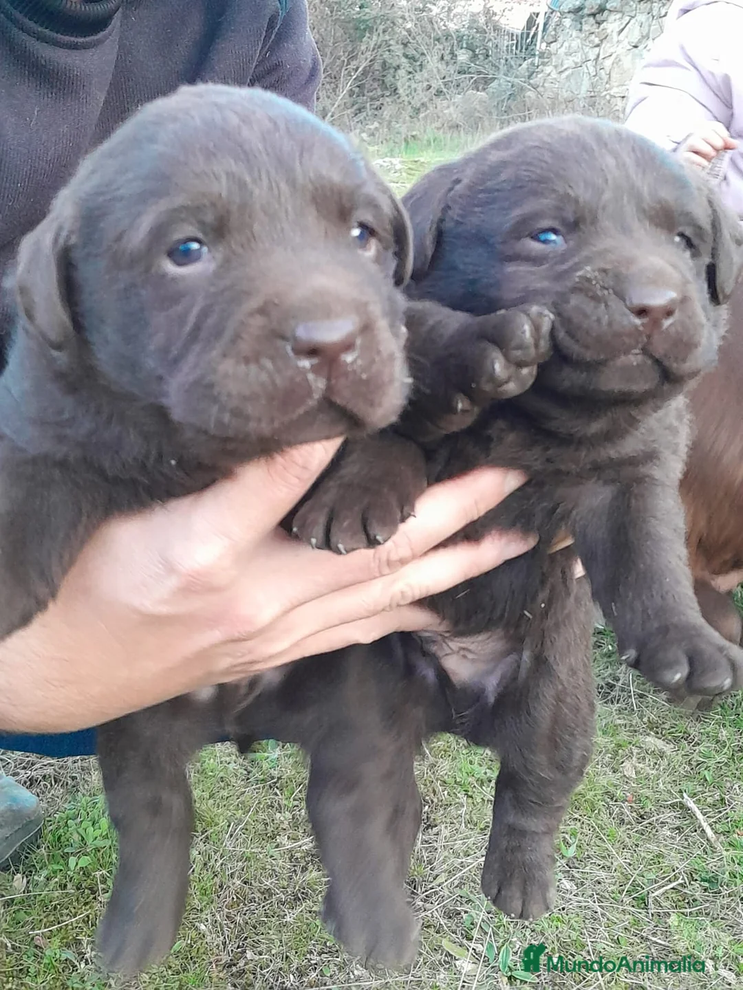 Labrador Retriever perros en venta: Camadas de Labrador color Chocolate en Granada - Anuncio 15