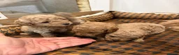 Caniche Toy perros en venta: Caniche apricot/canela - Anuncio 7