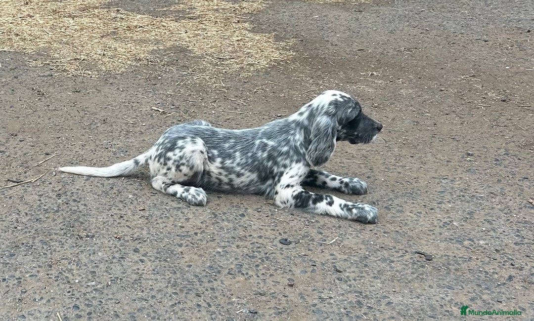 Setter Inglés perros en venta: Setter inglés  - Imagen 3