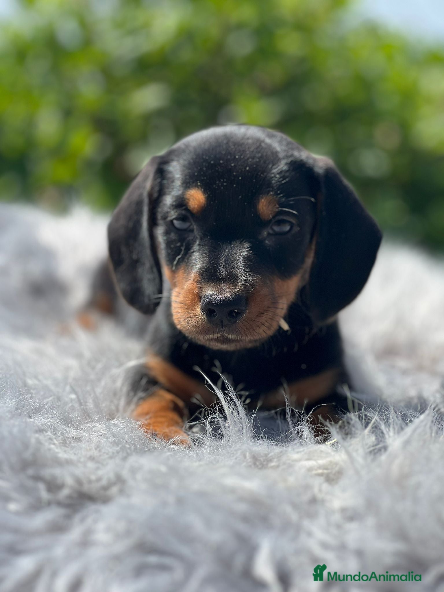 Teckel Miniatura perros Teckel negro fuego - Anuncio 16