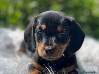 Teckel Miniatura perros Teckel negro fuego - Anuncio 23