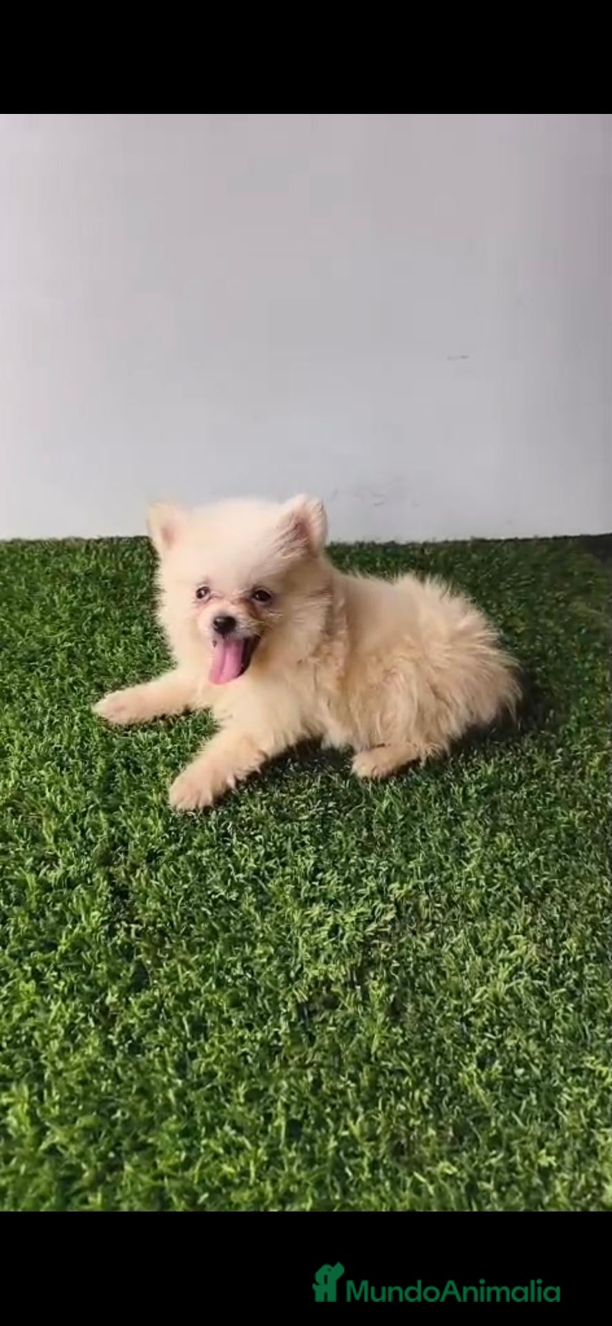 Pomerania perros Pomerania minis  - Anuncio 1