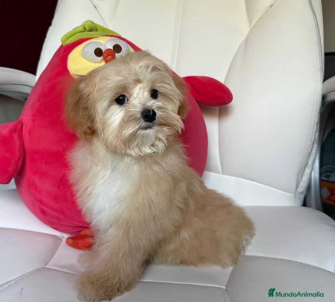 Maltipoo perros en venta: Maltipoo - Anuncio 2