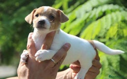 Jack Russell Terrier perros en venta: Jack russell bicolor preciosos y juguetones  - Anuncio 2