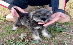 Schnauzer Miniatura perros en venta: SCHNAUZER MINIATURA NACIONAL! en Barcelona - Imagen 1