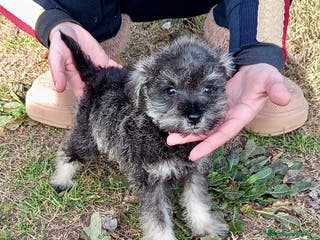 Schnauzer Miniatura perros SCHNAUZER MINIATURA NACIONAL! en Barcelona - Anuncio 18