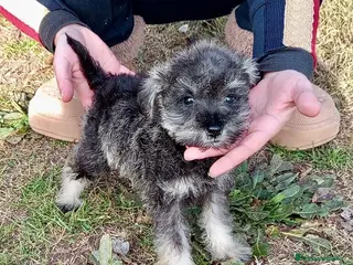 Schnauzer Miniatura perros SCHNAUZER MINIATURA NACIONAL! en Barcelona - Anuncio 11