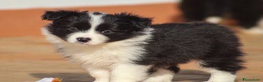 Border Collie Cachorro 3