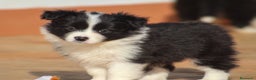 Border Collie perros en venta: Cachorros de border collie  - Anuncio 3