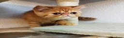 Persa gatos en venta: Persa Exótico  - Anuncio 6