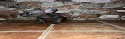 Bulldog Francés perros en venta: CACHORROS BULLDOG FRANCES BLUE - Anuncio 3