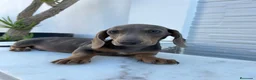 Teckel Miniatura perros en venta: TECKEL MINI BLUE/ISABELA - Anuncio 3