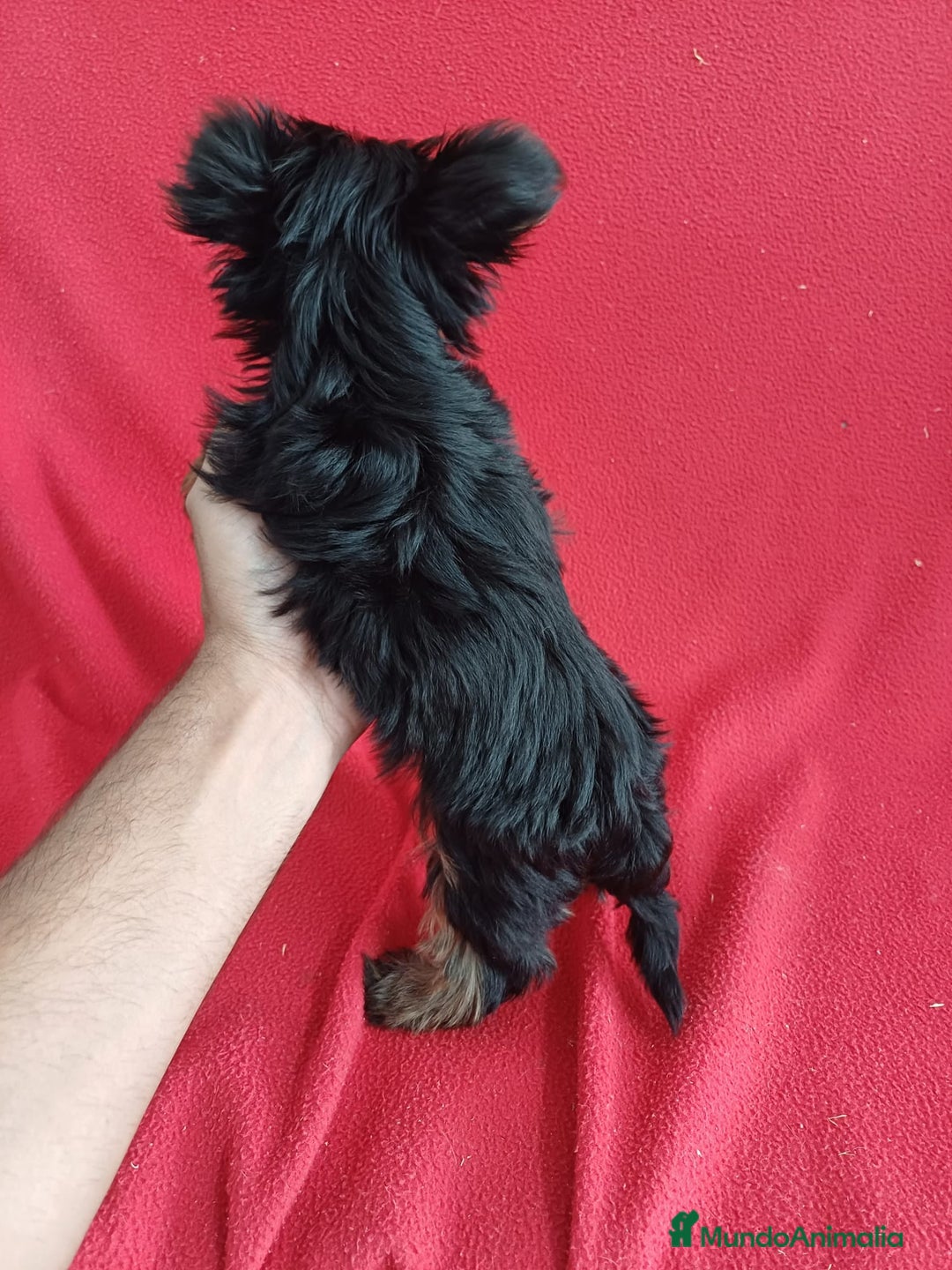 Yorkshire Terrier perros en venta: Yorkshire Toy  - Imagen 3