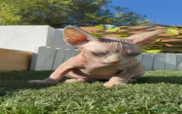 Sphynx gatos en venta: GATITAS SPHYNX - Anuncio 9