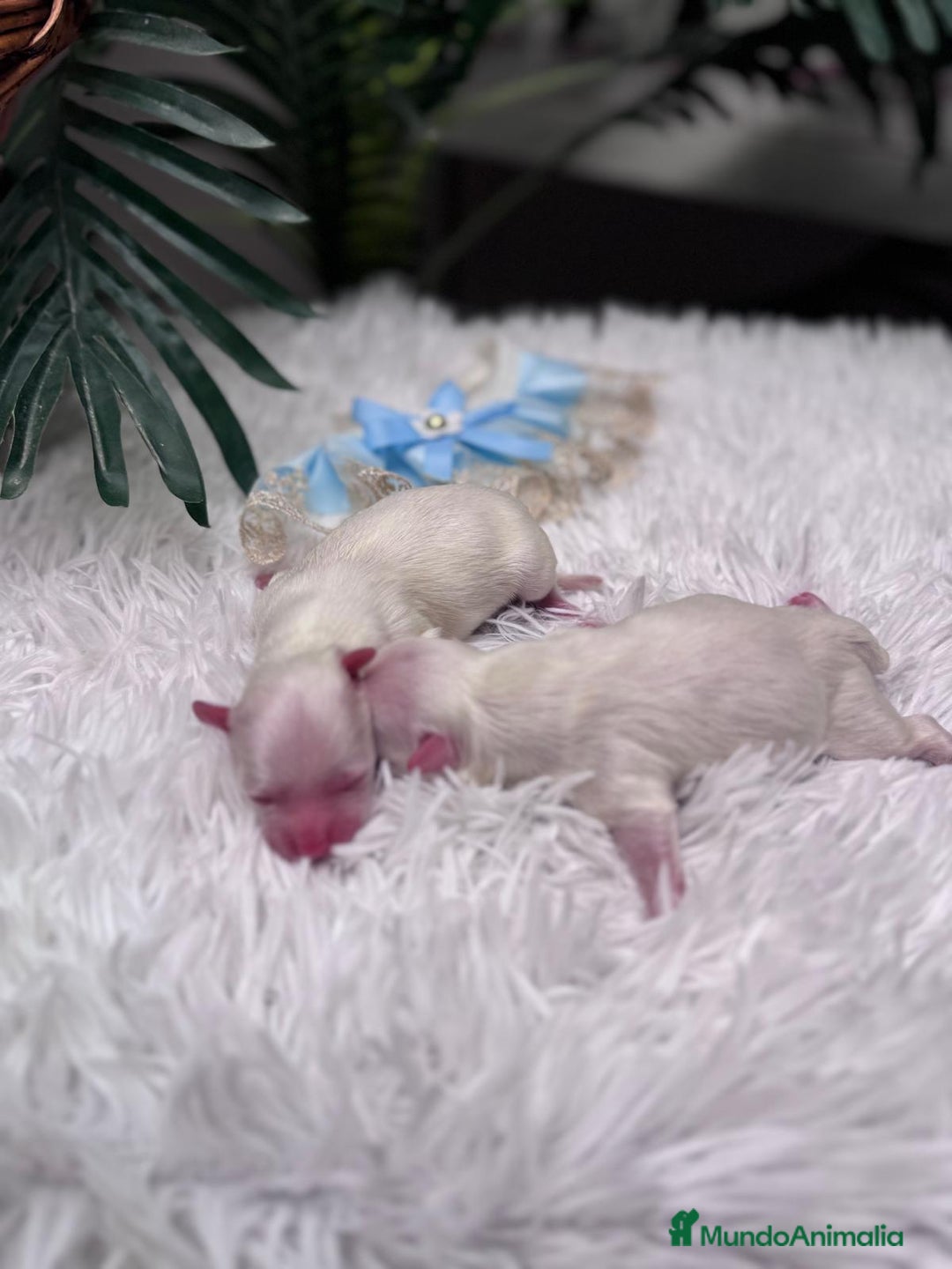 Bichón Maltés perros en venta: BICHON MALTES - Anuncio 18