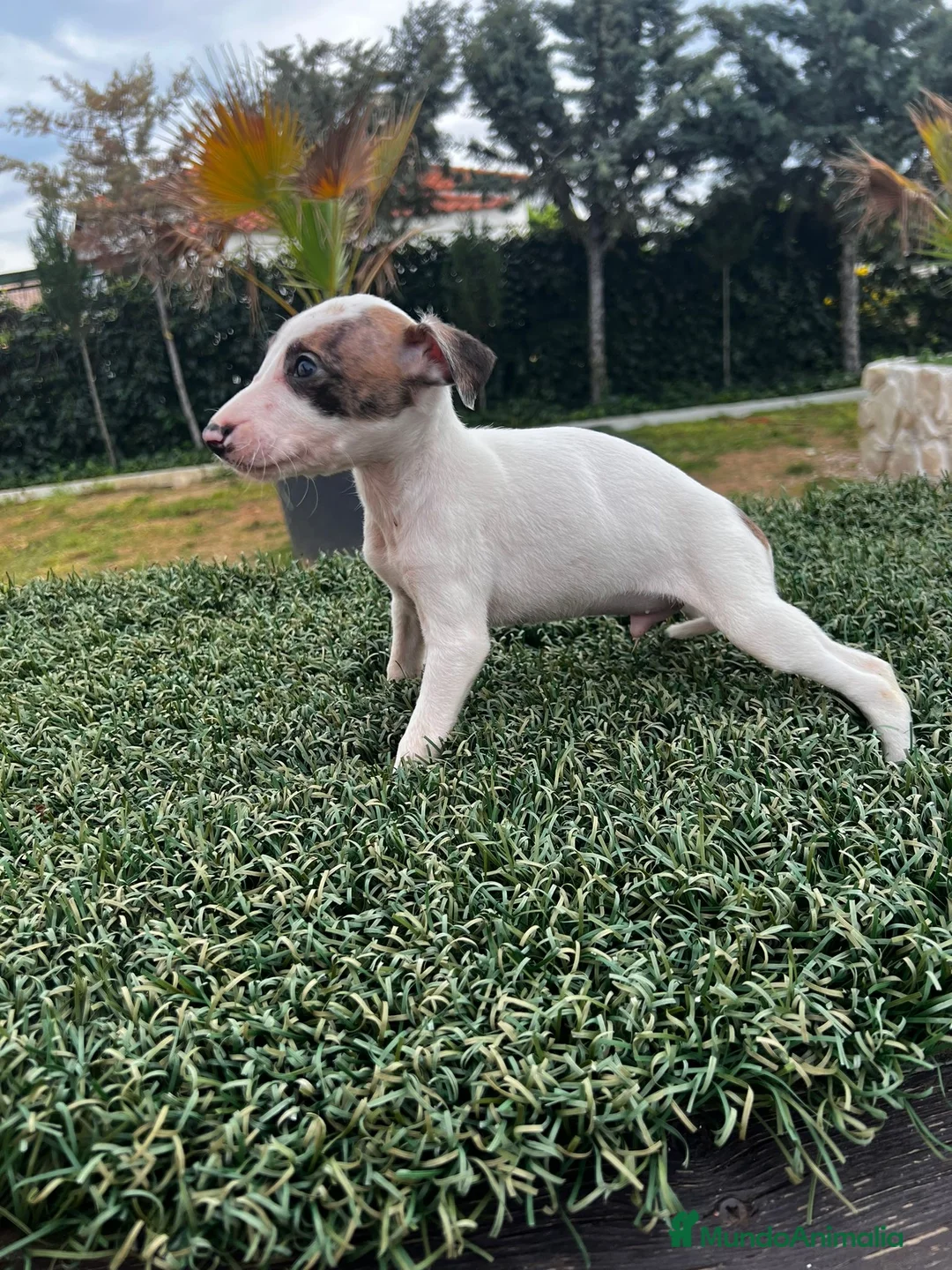Whippet perros en venta: WHIPPET DE PELICULA //// en Badajoz - Anuncio 5