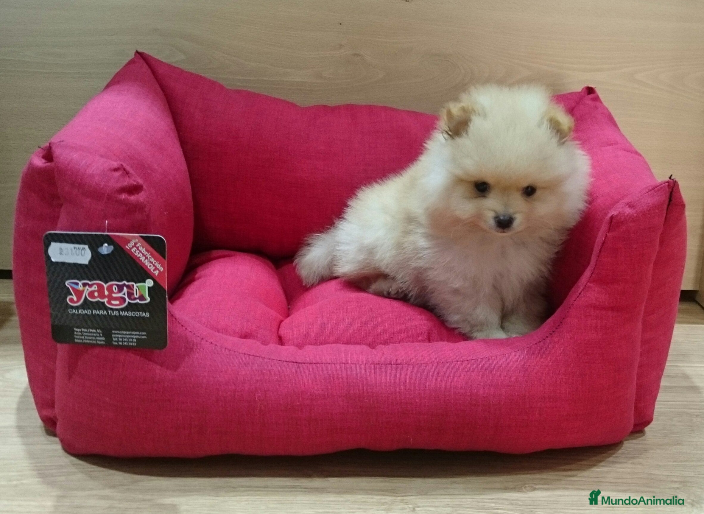 Pomerania perros Cachorros de Lulú de Pomerania en Barcelona - Anuncio 2