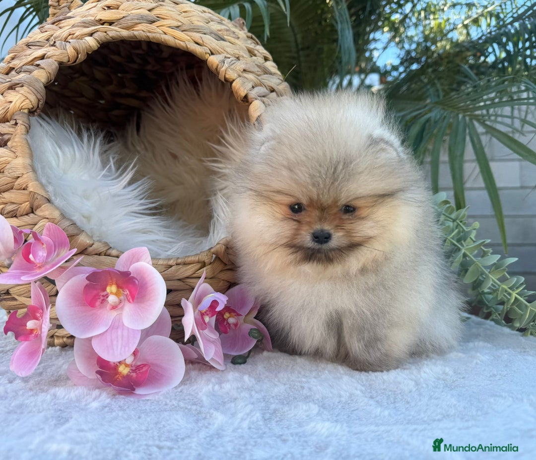 Pomerania perros en venta: PRECIOSOS POMERANIAS AUTENTICOS MINIATURA - Anuncio 1