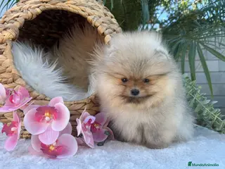 Pomerania perros PRECIOSOS POMERANIAS AUTENTICOS MINIATURA - Anuncio 28
