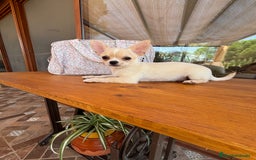 Chihuahua perros en venta: Chihuahua macho disponible !!! - Imagen 6