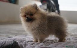 Pomerania perros en venta: 🔥 Sparky – Pomerania Mini Toy rojo 🐾 - Imagen 9
