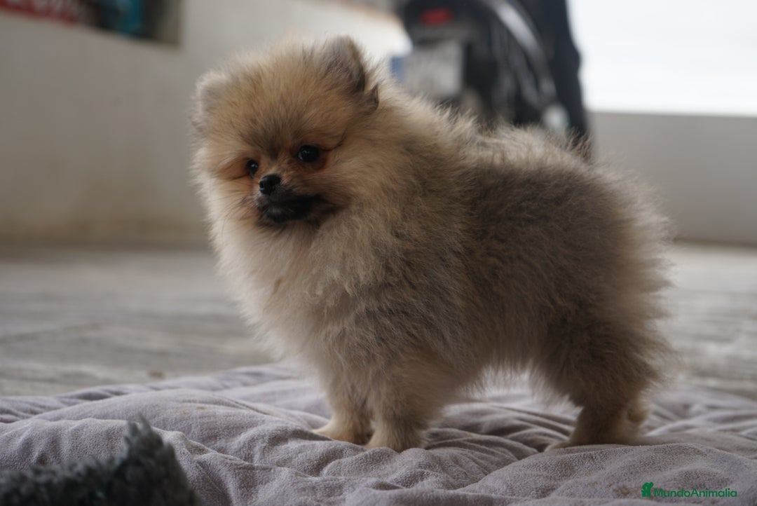 Pomerania perros en venta: 🔥 Sparky – Pomerania Mini Toy rojo 🐾 - Imagen 9