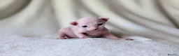 Sphynx gatos en venta: Magnificos Sphyx blancas - Anuncio 12