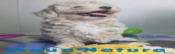 Maltipoo perros en venta: Maltipoo Hembra Apricot - Anuncio 2