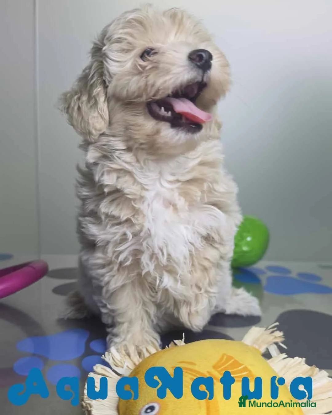 Maltipoo perros en venta: Maltipoo Hembra Apricot - Anuncio 2