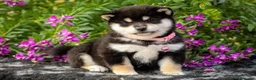Shiba Inu perros en venta: 🤍 PRECIOSOS SHIBA INU ✨ en Alicante - Anuncio 2