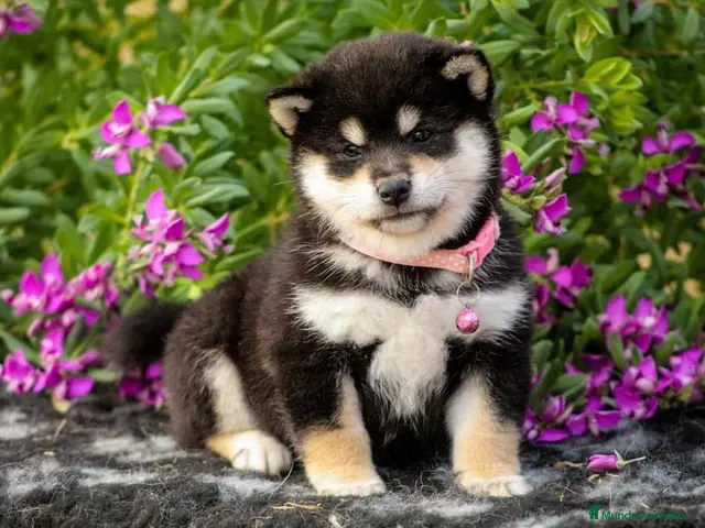 Shiba Inu perros en venta: 🤍 PRECIOSOS SHIBA INU ✨ - Anuncio 2