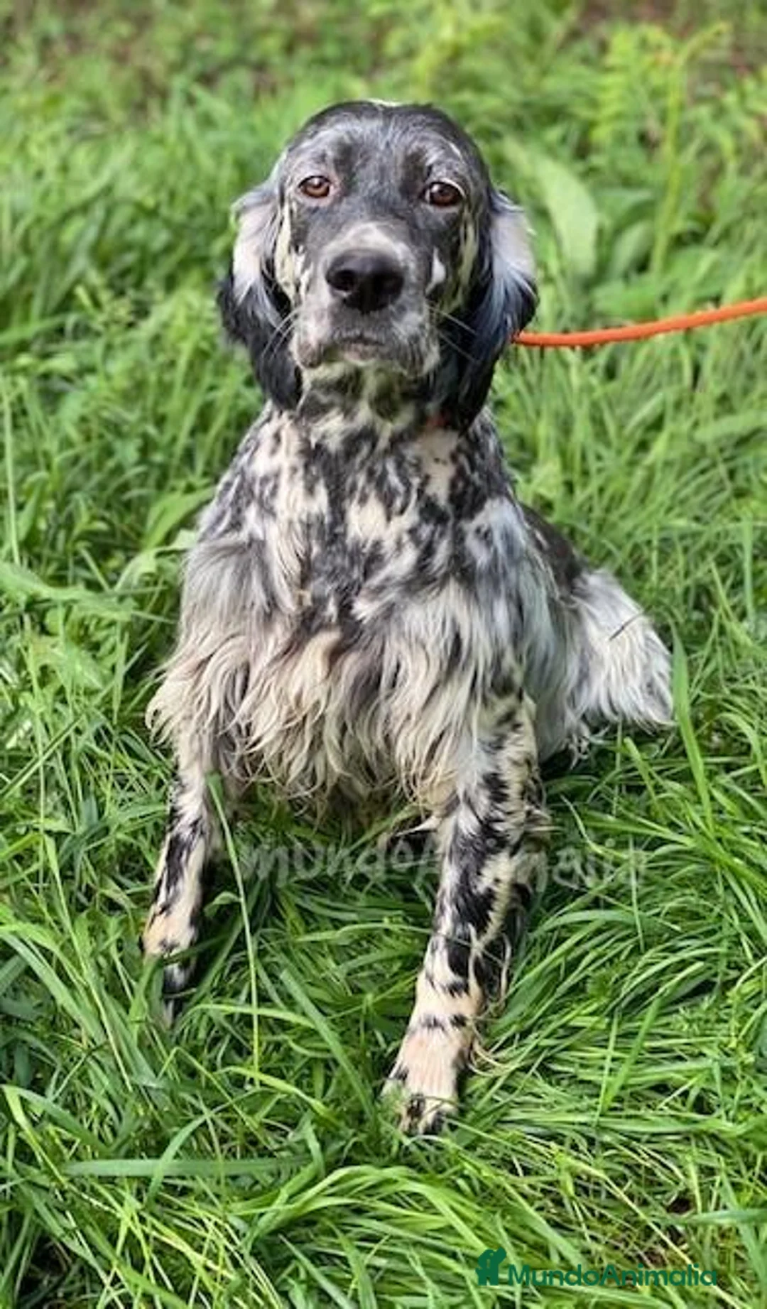 Imagen de galería {{count}}