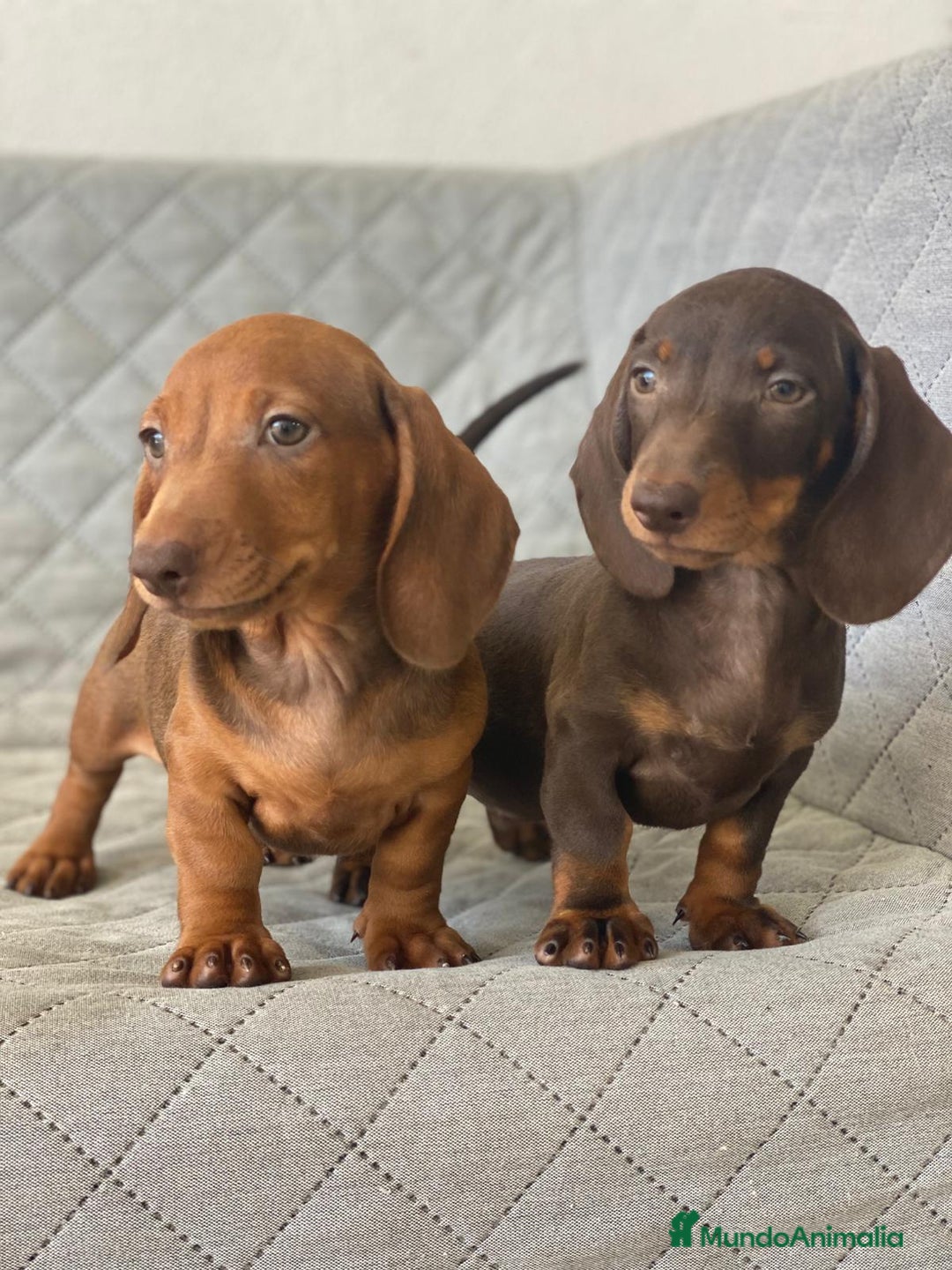 Teckel Miniatura perros en venta: TECKEL ROJO - Imagen 1