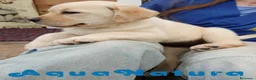 Labrador Retriever perros en venta: Camada LABRADOR RETRIEVER dorado - AQUANATURA en Barcelona - Anuncio 3