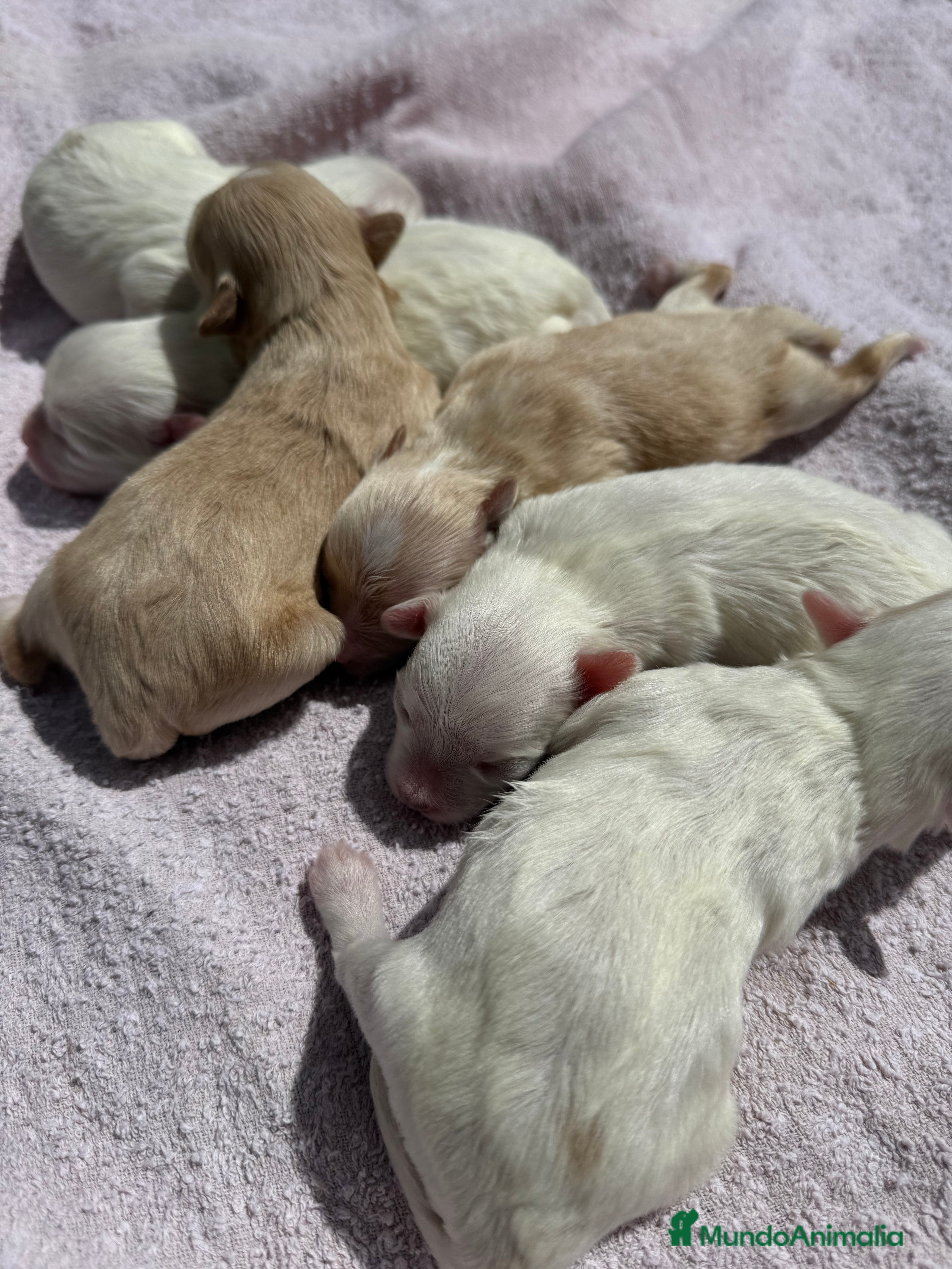 Maltipoo perros CAMADA MALTIPOO en Salamanca - Anuncio 3