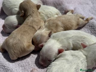 Maltipoo perros CAMADA MALTIPOO en Salamanca - Anuncio 10