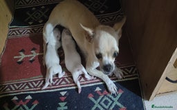 Chihuahua perros en venta: Chihuahua - Imagen 5