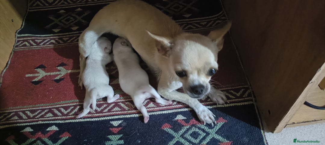 Chihuahua perros en venta: Chihuahua - Imagen 5