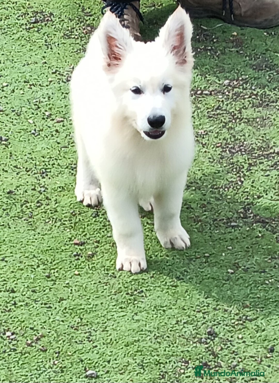 Pastor Blanco Suizo perros en venta: Pastor Blanco Suizo  - Anuncio 12