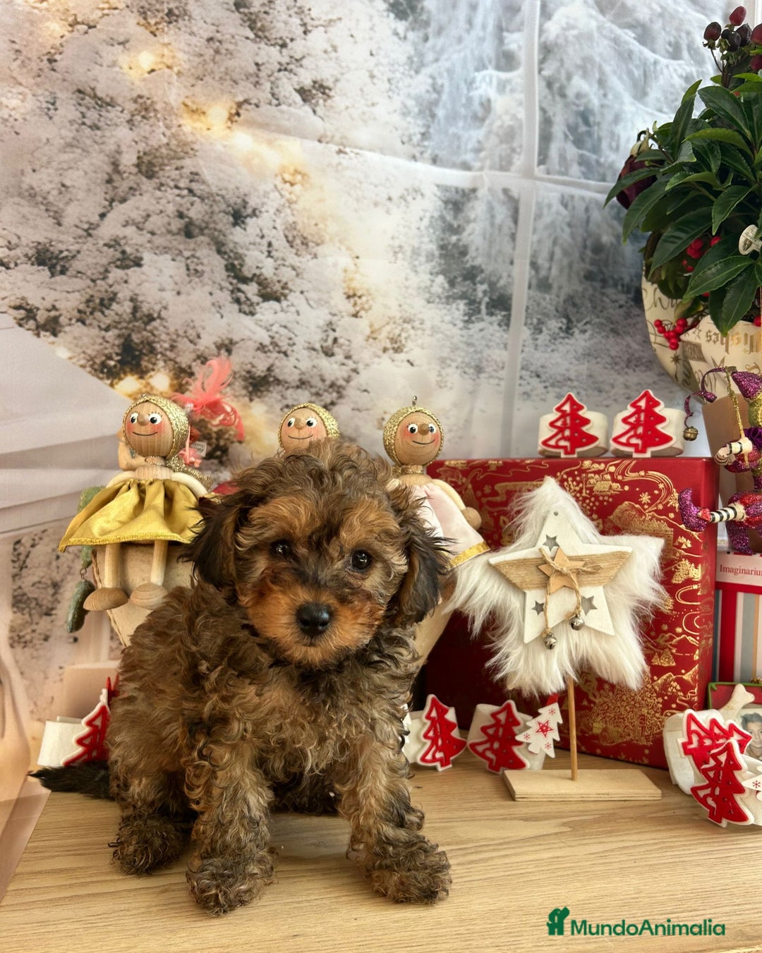 Caniche Toy perros en venta: Caniche toy  - Anuncio 2