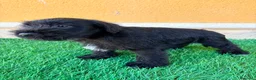 Schnauzer Miniatura perros en venta: Schnauzer miniatura negro  - Anuncio 2