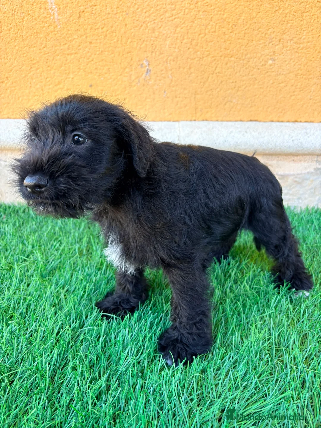 Schnauzer Miniatura perros en venta: Schnauzer miniatura negro  - Anuncio 2